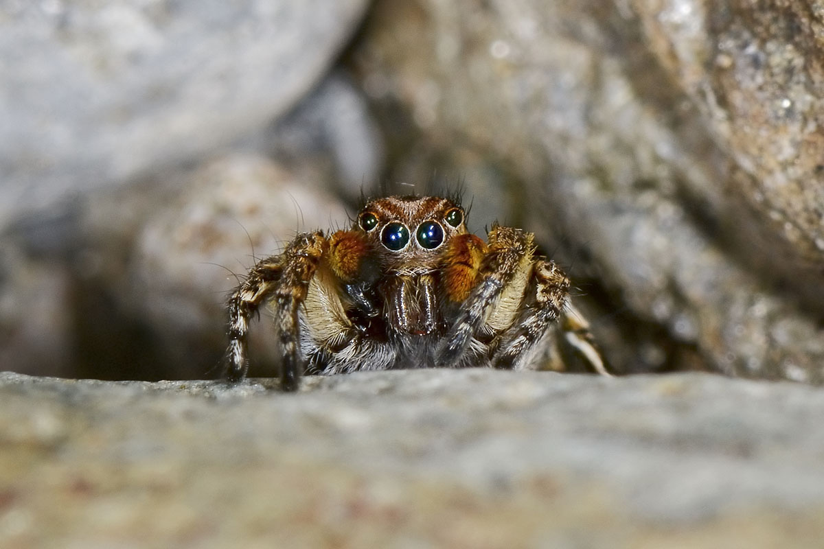 Aelurillus v-insignatus - San Giorio di Susa (TO)